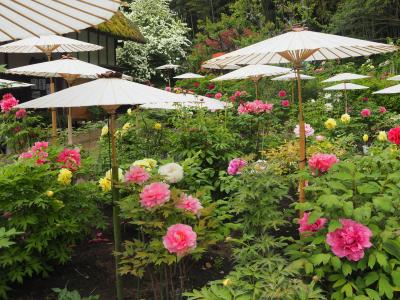 茂原牡丹園に咲く花達