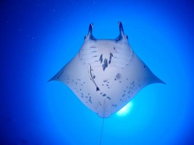 2022.GW 梅雨入りした石垣島で大当たりダイビング(2)