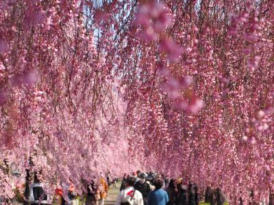 【福島花めぐり】会津地方の桜も見頃になってきたので、日中線のしだれ桜・会津若松周辺の桜を楽しみました
