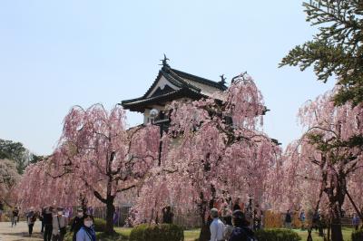 みちのく三大桜巡りと津軽鉄道お花見列車３日間（二日目）