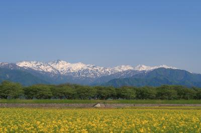 舟川べり桜並木駐車場(富山県舟川)へ・・・