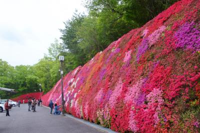 豊田市「つどいの丘」のキリシマツツジ＆「ふじの回廊」のフジ