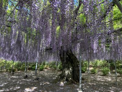 初夏の足利・日光、花巡りpart1