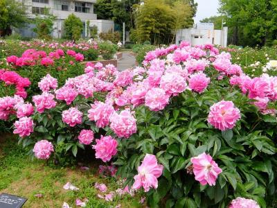 大船フラワーセンター： 春薔薇とシャクヤク(芍薬)はじめ多数の花