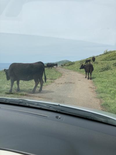 D-6 知夫里島の冒険、しばらく牛には会いたくない