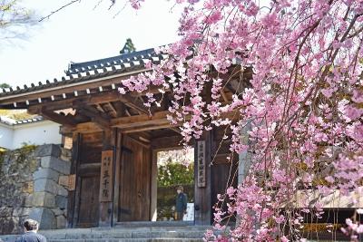 京都のお花見旅行４日目ー三千院、寂光院