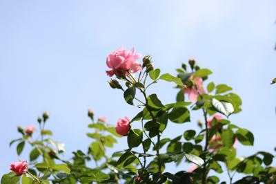 荏子田太陽公園の薔薇