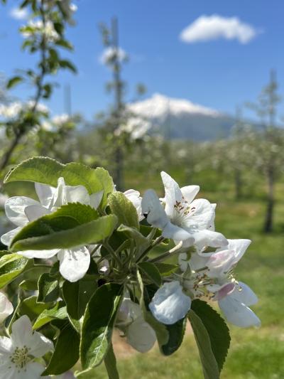 ＊林檎の花咲く頃＊　東北の春を楽しむ旅♪　VOL.1＜弘前　前編（りんご公園・弘前城・洋館＆武家屋敷巡り）＞