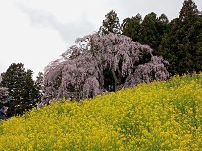 福島２０２２桜　【３】合戦場のしだれ桜１