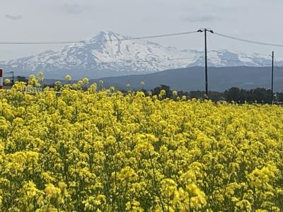 黄色の絨毯へ(西目　菜の花畑)