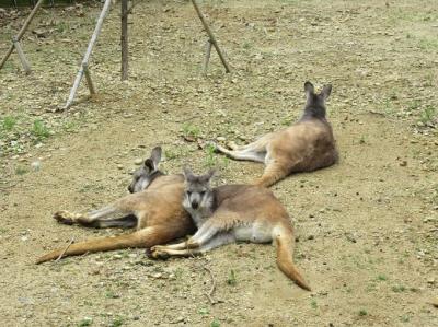 GWは東海地方の動物園へ①　のんほいパーク＆エアーパーク