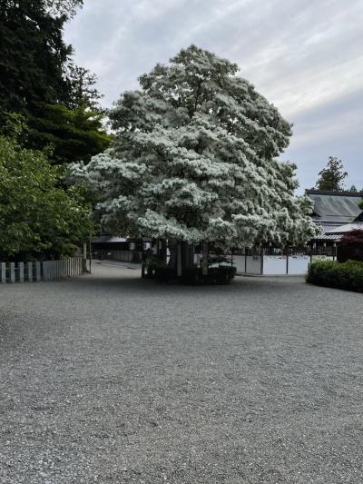 《2022. May》あみんちゅぶらり淡海を歩く旅そのLI近江八幡～沙沙貴神社・満開のなんじゃもんじゃ編～