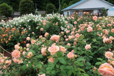 毎年恒例、生田緑地ばら苑　春のバラは色鮮やかです。