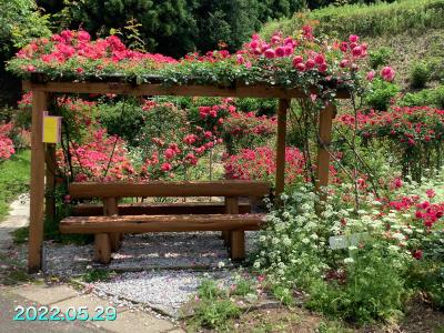 ミニバラ園「四季の花咲くいこいの広場秋山」にバラを見に行ってみた