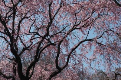 枝垂れ桜と散椿を愛でに～原谷苑・椿寺・大将軍八神社・京都文化博物館編～