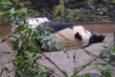 シャオシャオ＆レイレイに会えるかな上野動物園に行って来た！※写真はリーリーです