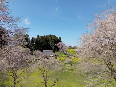 福島２０２２桜　【４】合戦場のしだれ桜２