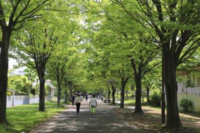 初夏のおゆみ野、新緑の夏の道を歩く