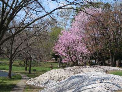 春から新緑のさっぽろ散歩①～北海道大学・中島公園～2022