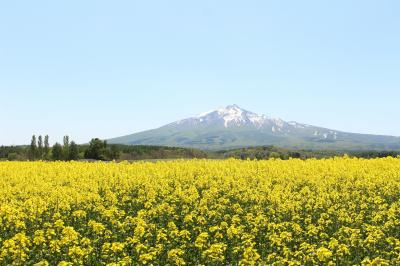 岩木山の菜の花スポットに行ってみました