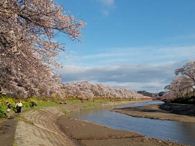 福島２０２２桜　【６】夏井川千本桜