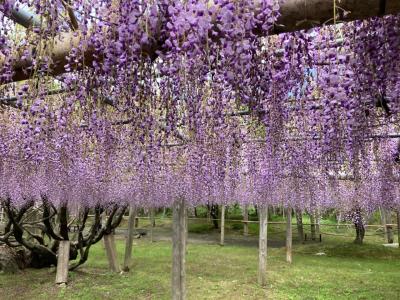 河内藤園から太宰府天満宮・竈門神社そして糸島エリアへ