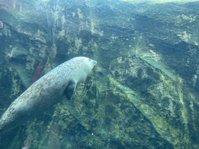 2022年GWは北海道へ！！1日目旭山動物園編②