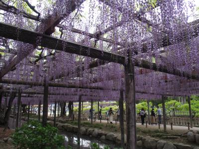 津島天王川公園の藤2022