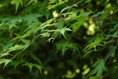 青もみじの瑠璃光院へ向かうまで＠2022年GW後半は、そーだ京都へいこう【3】