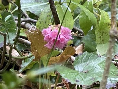 春の大山自然観察会