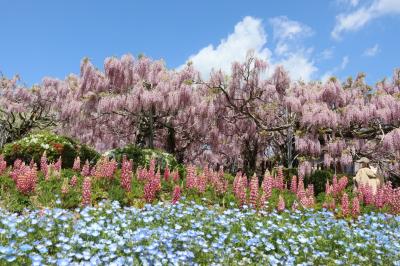 ２０２２　GWは花の町・世羅町でお花見ドライブ～せらふじ園＆どこでもドア発見！？甲山ラベンダーの丘～