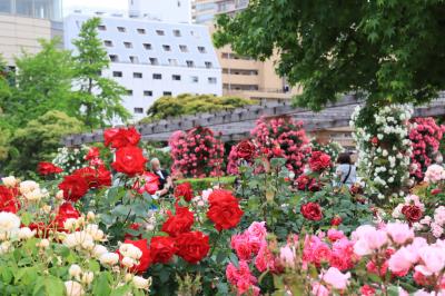 港の見える丘公園＆山下公園、バラが見頃です・・・