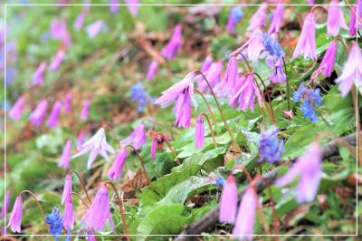 思い切って飛んだのに「ずぶぬれ花紀行」^-^