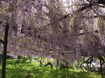 滋賀正法寺の後光藤2022