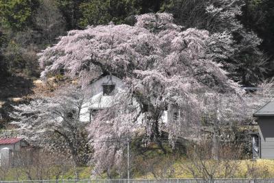 春の鉄道旅「中央・飯田線」2022～思わぬ雪景色と桃・桜の花景色～（山梨長野）