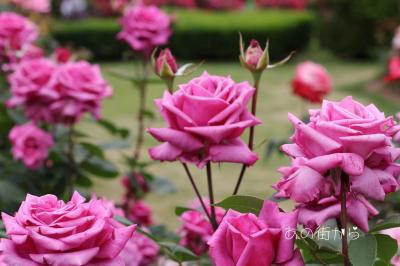 春から初夏への「京都府立植物園」