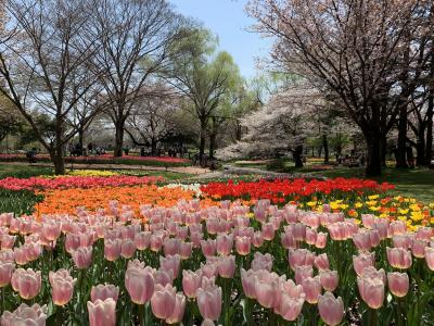 桜とチューリップの競演は美しい　昭和記念公園