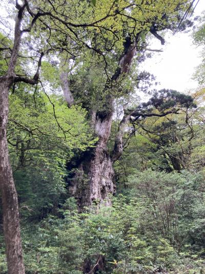 【サボ　愛称板】（表）屋久島 指定席（裏）屋久島 YAKUSHIMA 鉄道サボ 愛称板】（表）屋久島 指定席（裏）屋久島 YAKUSHIMA