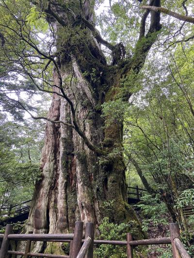 マイル消化旅第ニ弾：屋久島４日目は車で紀元杉・川上杉に会いに行く