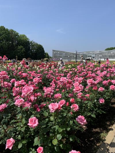 神代植物公園の薔薇