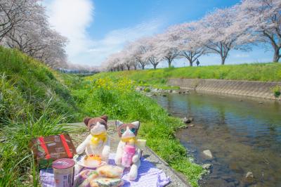 空と桜と菜の花と。福岡～大分で春色探しの旅(前編)