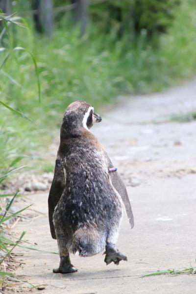埼玉こども動物自然公園はGW後に（北園）ヤギのパンツ姉妹アニマルステージ登場～子牛のベルちゃんミルクタイム狙えず～ペンギンのグランマのお帰り