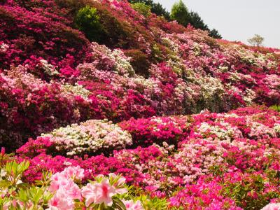 麗春の花々と4トラ仲間に会いに行く旅（１）大人気ベーカリー、中国風寺院、鮮やかな花々、うさぎの神社、美しき鳳凰堂が迎えてくれる宇治