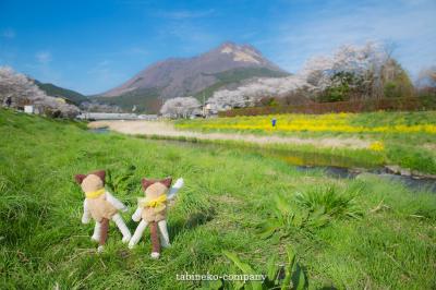 空と桜と菜の花と。福岡～大分で春色探しの旅(後編)