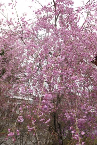 春の上信越バカンス♪　Vol.4 ☆北軽井沢：満開のしだれ桜♪