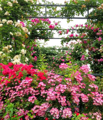 季節の花に逢いに行こう！薔薇いっぱい♪港の見える丘公園、元町スタージュエリーで昼食を