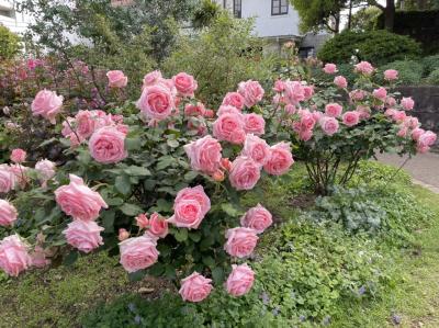 横浜ガーデンネックレス散策③イタリア山公園へ