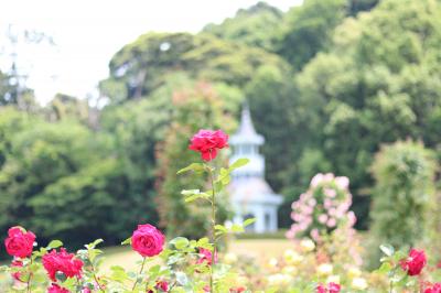 河津バガテル公園のローズガーデン＆ランチは伊豆高原【萬望亭】