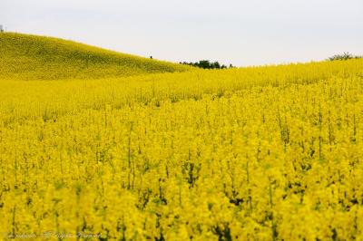 広大な菜の花畑