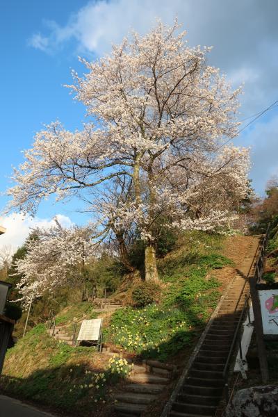 2022年4月 山形の温泉と桜を楽しむ旅＜第1日＞松ヶ岡開墾場→湯田川温泉